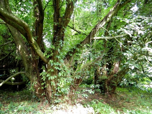 20120906.KalmthoutArboretum 143