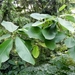 20120906.KalmthoutArboretum 145