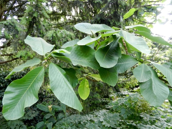 20120906.KalmthoutArboretum 145