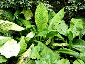 20120906.KalmthoutArboretum 146