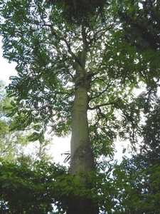 20120906.KalmthoutArboretum 148