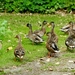 20120906.KalmthoutArboretum 154