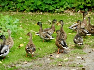 20120906.KalmthoutArboretum 154