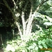 arboretum kalmthout  2012 036