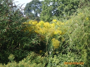 arboretum kalmthout  2012 066