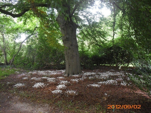 arboretum kalmthout  2012 070