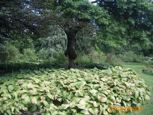 arboretum kalmthout  2012 072