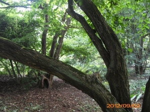 arboretum kalmthout  2012 076