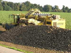 Rooien van Suikerbieten