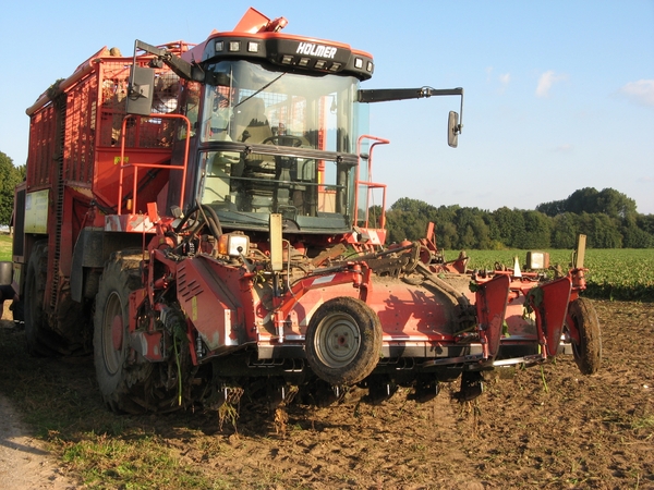 Rooien van Suikerbieten