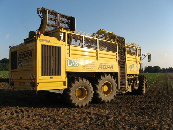 Rooien van Suikerbieten