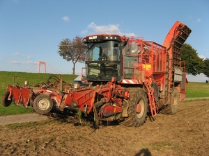 Rooien van Suikerbieten