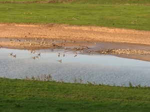 Eenden  Bij Wardhausen