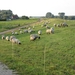 Schapen  Bij Wardhausen