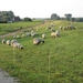 Schapen  Bij Wardhausen