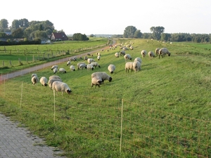 Schapen  Bij Wardhausen