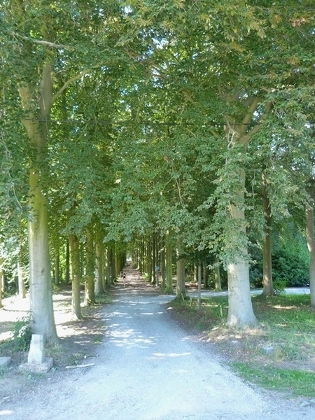 76-Dreven in Gravenbos