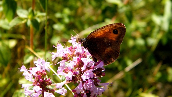 2012_09_09 Vireux-Molhain 079B