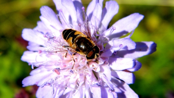 2012_09_09 Vireux-Molhain 079C