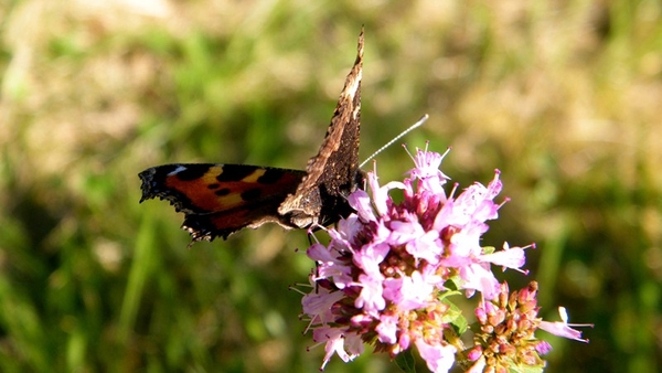 2012_09_09 Vireux-Molhain 090B