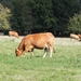 Limousin koeien