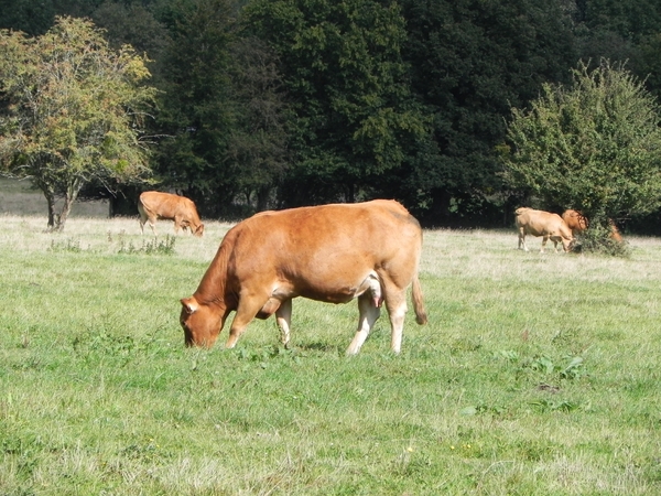 Limousin koeien