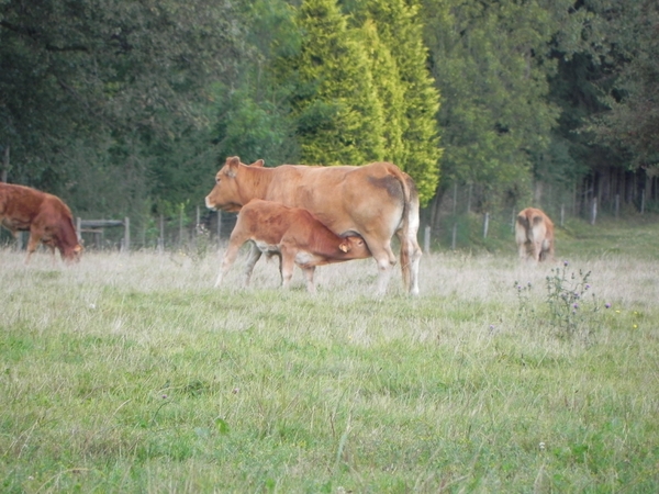 Limousin kalfje