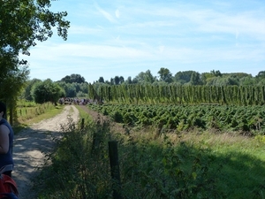 38-Staak-en lage velden van hop