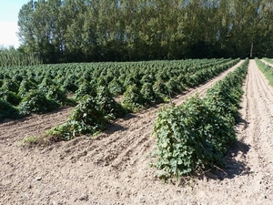 39-Lage hopvelden voor kweken v.hoppekeesten