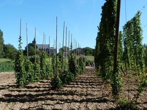 43-Staakvelden hop-smaakversterker voor bier