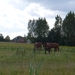 wandeldag Nestlé Den Bunt 2012 007