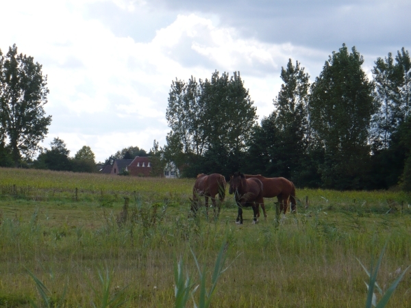 wandeldag Nestlé Den Bunt 2012 007