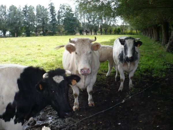 wandeldag Nestlé Den Bunt 2012 017