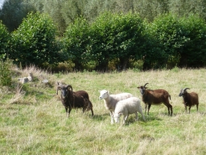 wandeldag Nestlé Den Bunt 2012 025