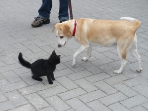 wandeldag Nestlé Den Bunt 2012 028