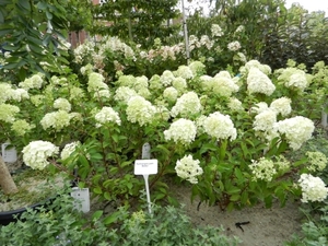 20120914.Wetteren.Tuin2012 041