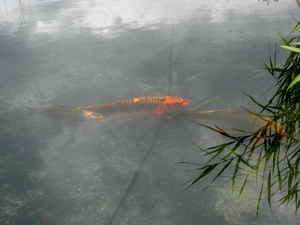 20120914.Wetteren.Tuin2012 086