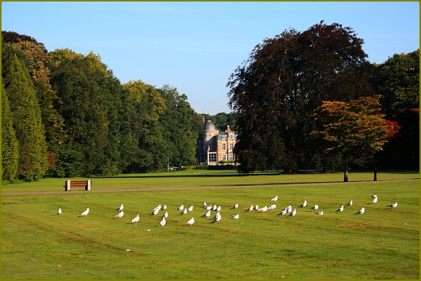 herfst,Brasschaat,park,vogels,bomen