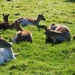 Hertjes in de ochtendzon