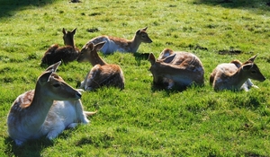 Hertjes in de ochtendzon