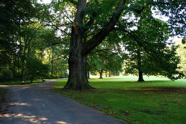 bomen