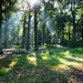 De zon schijnt door de bomen