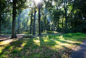 De zon schijnt door de bomen