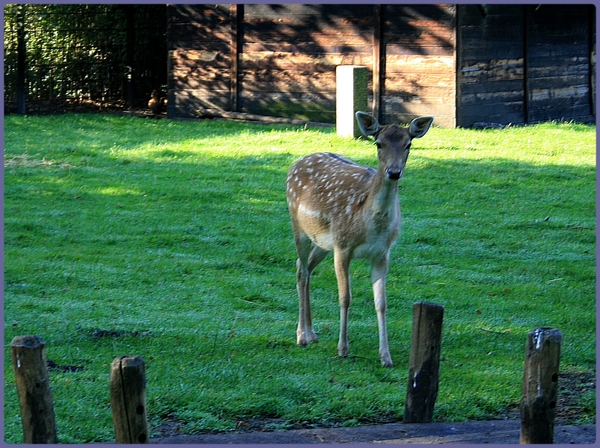 Hertje in de ochtendzon