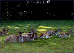 Herten in het park