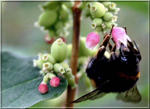 hommel,bloemen