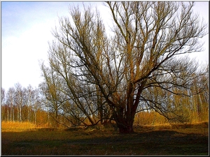 Boom in de herfst