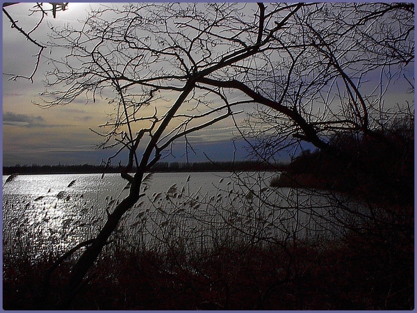 zonsondergang,water,bomen