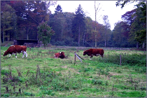 koeien,bomen