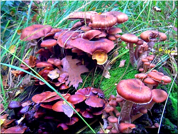 paddestoelen,herfst